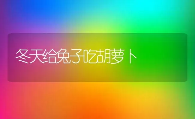 冬天给兔子吃胡萝卜 | 家畜养殖