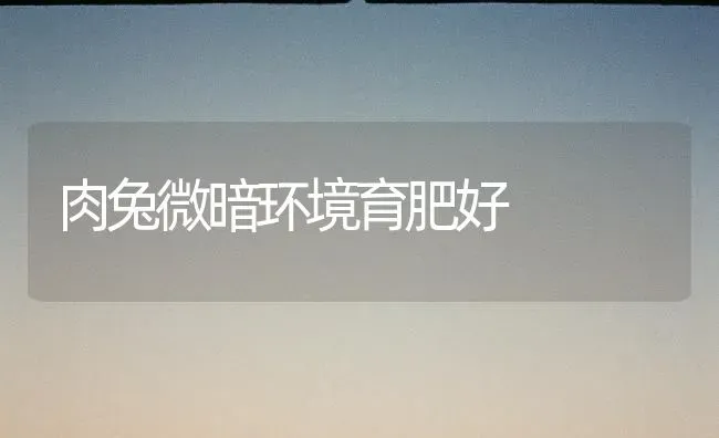 肉兔微暗环境育肥好 | 家畜养殖