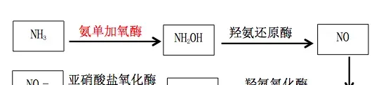 涨姿势！对虾养殖中常见有益菌原来都是这样“工作”的