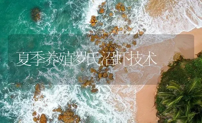 夏季养殖罗氏沼虾技术 | 海水养殖