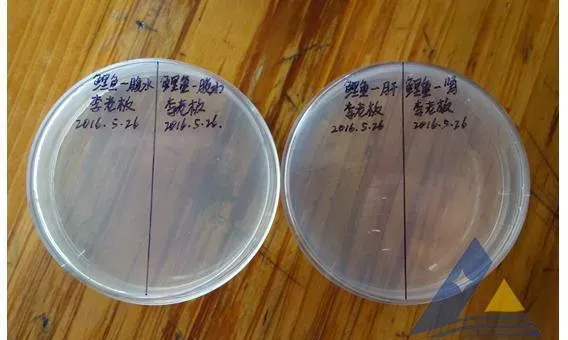 网箱养殖鲤鱼鲤春病毒血症病毒检出一例