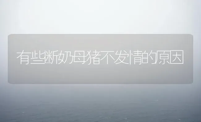 有些断奶母猪不发情的原因 | 家畜养殖