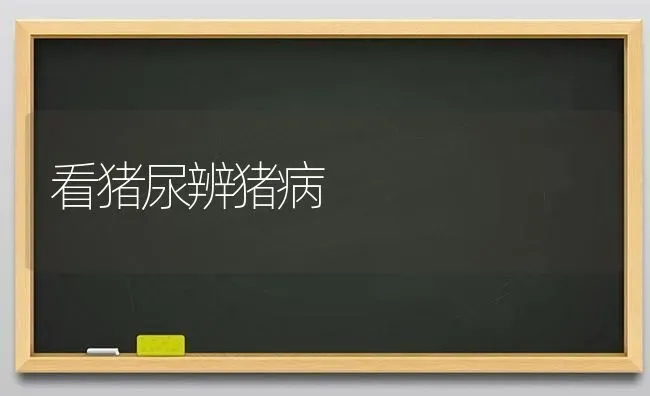 看猪尿辨猪病 | 家畜养殖