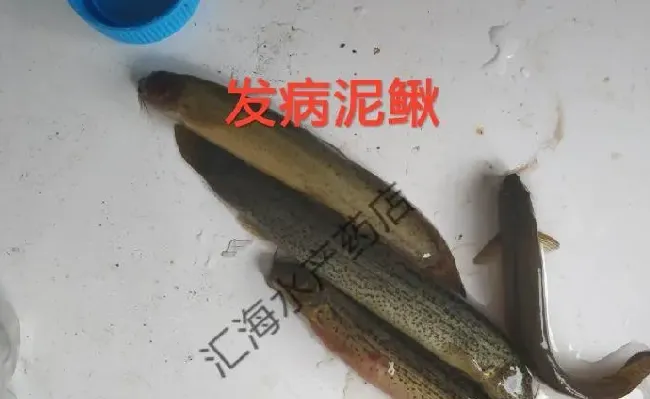 平时养殖过程中需要多补菌调水，定期改底，才能长久保持亚硝酸盐不超标