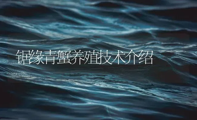 锯缘青蟹养殖技术介绍 | 海水养殖