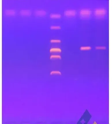 网箱养殖鲤鱼鲤春病毒血症病毒检出一例