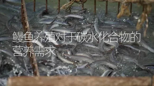 鳗鱼养殖对于碳水化合物的营养需求 | 淡水养殖