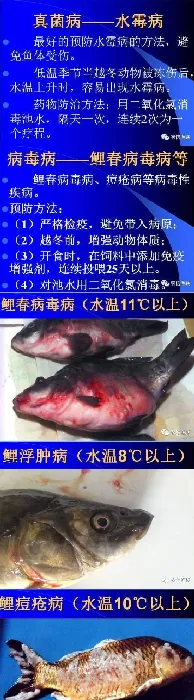 陈昌福谈低温季节水产养殖的病害防控与管理措施