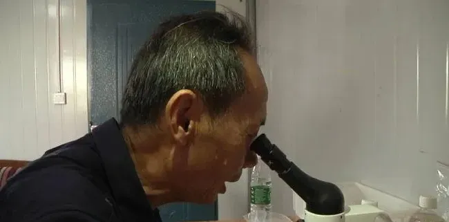 “歪头杀”要命！黑斑蛙歪头活不过两天，养殖户揪心，该拿什么来拯救我的蛙？