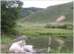 冬季山羊易患病的防治 | 动物养殖技术