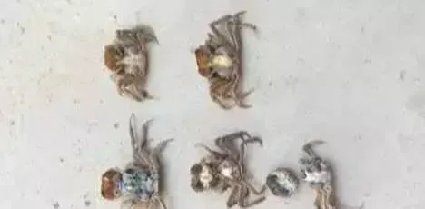 揭秘螃蟹在第一次脱壳后为什么会死亡率这么大？