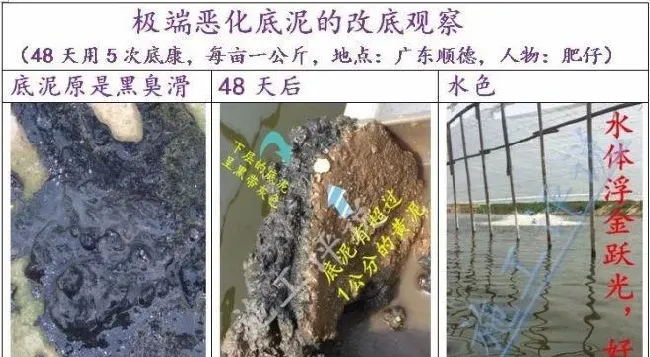 南美白对虾养殖户在夏季怎么防治纤毛虫？