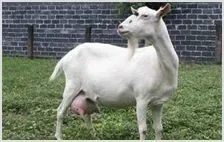 奶山羊养殖技术 | 动物养殖资料