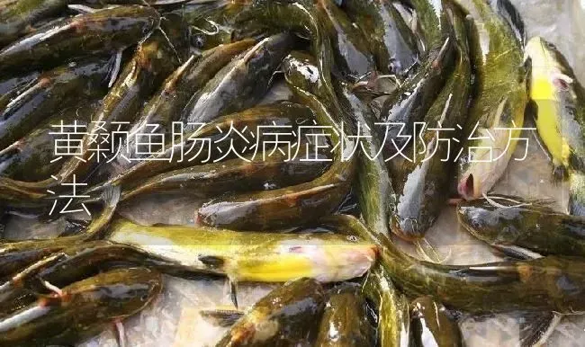 黄颡鱼肠炎病症状及防治方法 | 淡水养殖