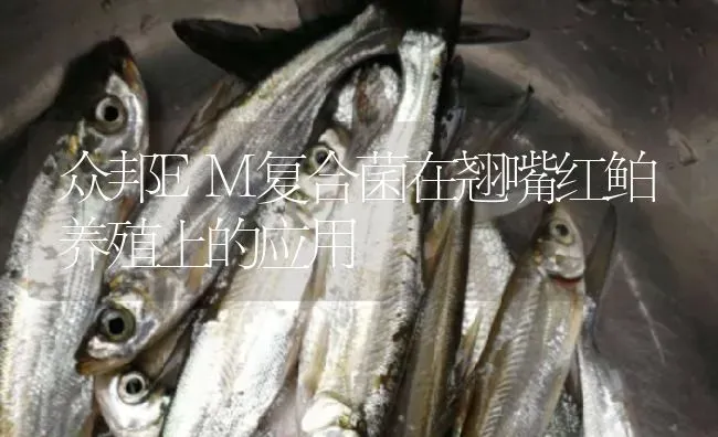 众邦EM复合菌在翘嘴红鲌养殖上的应用 | 淡水养殖