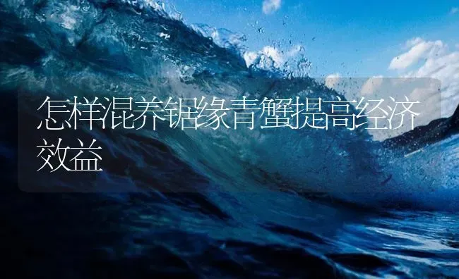 怎样混养锯缘青蟹提高经济效益 | 海水养殖