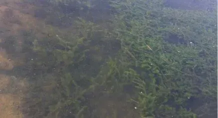 广东珠海地区罗虾种草养殖日常管理及常见问题处理