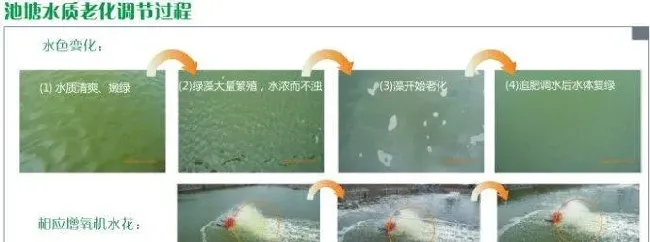 池塘水质调养的十个常见问题分析