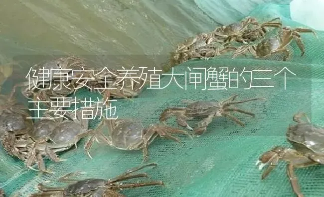 健康安全养殖大闸蟹的三个主要措施 | 淡水养殖