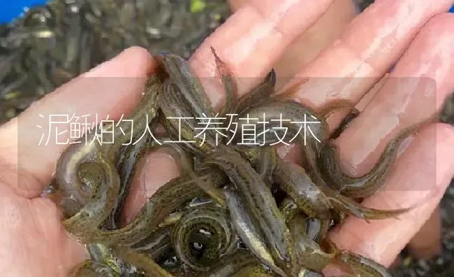 泥鳅的人工养殖技术 | 淡水养殖