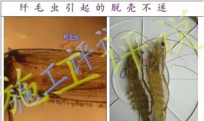 南美白对虾养殖户在夏季怎么防治纤毛虫？