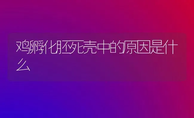 鸡孵化胚死壳中的原因是什么 | 家禽养殖