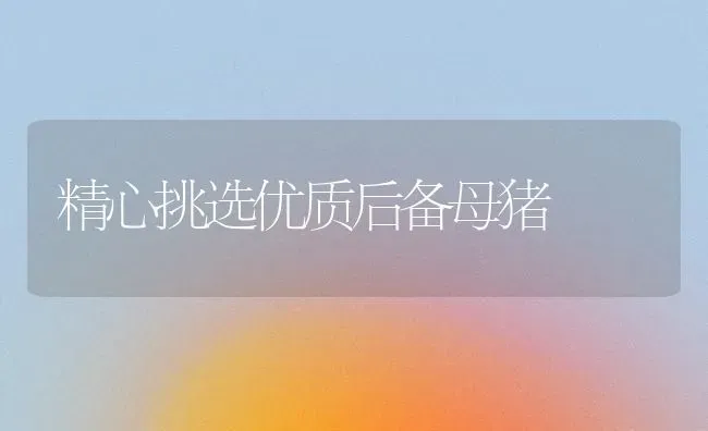 精心挑选优质后备母猪 | 家畜养殖