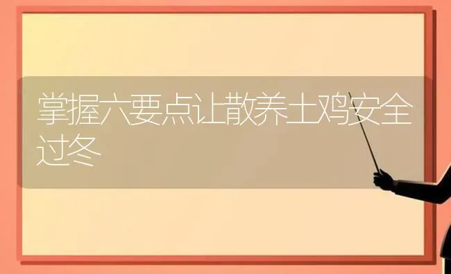 掌握六要点让散养土鸡安全过冬 | 家禽养殖