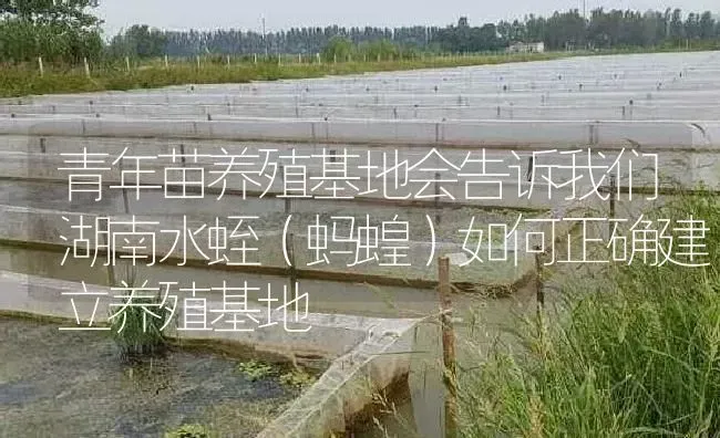 青年苗养殖基地会告诉我们湖南水蛭（蚂蝗）如何正确建立养殖基地 | 特种养殖