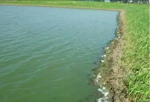 养鱼池水没肥好，要怪下肥太盲目