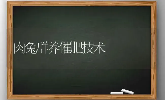 肉兔群养催肥技术 | 家畜养殖