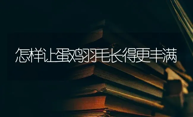 怎样让蛋鸡羽毛长得更丰满 | 家禽养殖