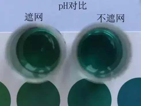 数据告诉你：夏季高温季节对虾塘要不要搭遮阳网