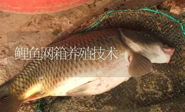 鲤鱼网箱养殖技术 | 淡水养殖