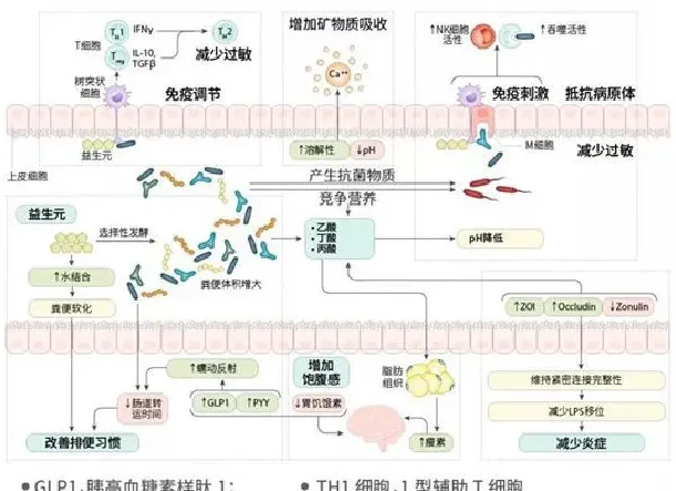 论文解读--益生菌和益生元在肠道健康和疾病中的作用