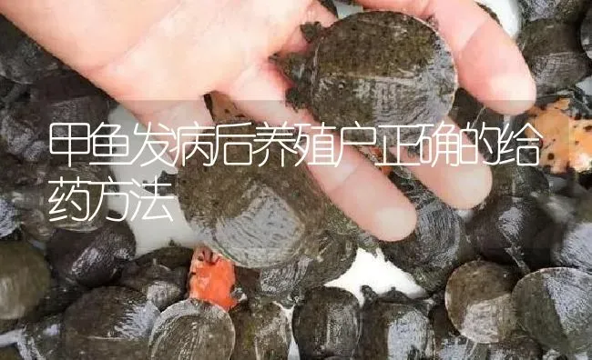 甲鱼发病后养殖户正确的给药方法 | 养殖病虫害防治