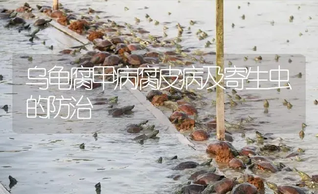 乌龟腐甲病腐皮病及寄生虫的防治 | 淡水养殖