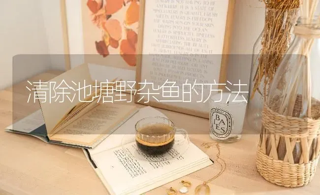 清除池塘野杂鱼的方法 | 淡水养殖