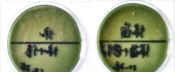 对虾高位池弧菌防控方法—南三岛全程控菌实战总结