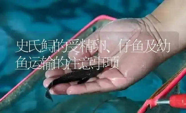 史氏鲟的受精卵、仔鱼及幼鱼运输的注意事项 | 淡水养殖