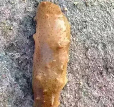 雨后缺氧致使海参发软化皮的处理方法