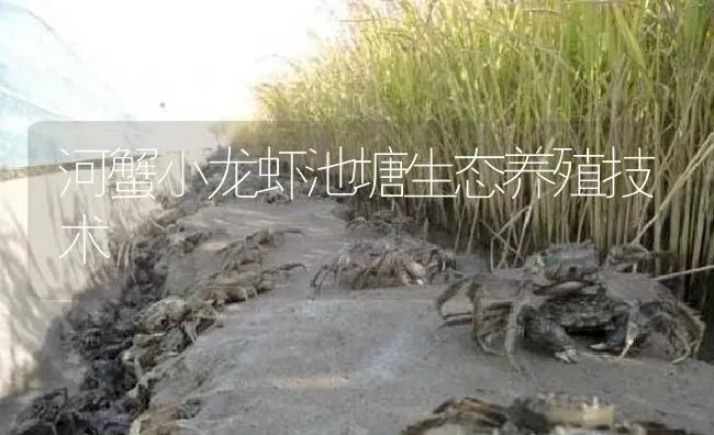 河蟹小龙虾池塘生态养殖技术 | 淡水养殖