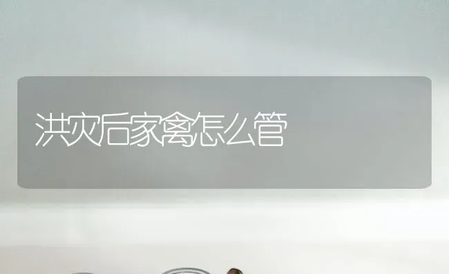 洪灾后家禽怎么管 | 家禽养殖