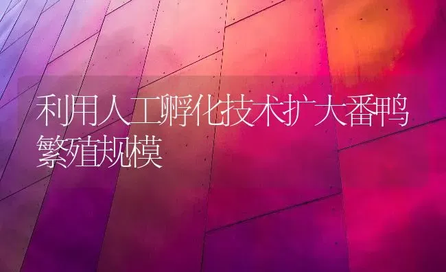 利用人工孵化技术扩大番鸭繁殖规模 | 家禽养殖