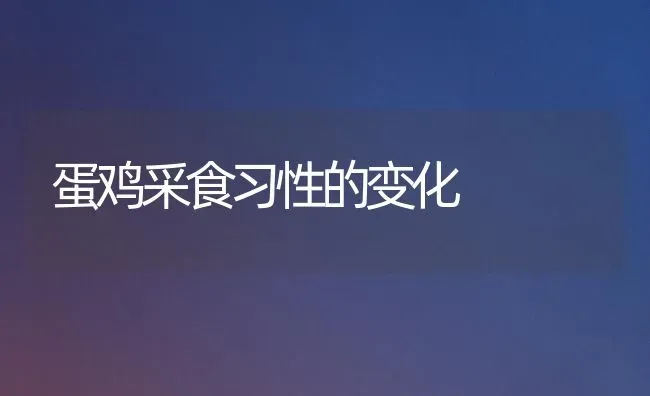 蛋鸡采食习性的变化 | 家禽养殖
