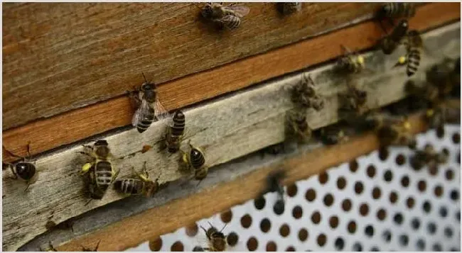 新手怎样学养蜜蜂？ | 动物养殖知识