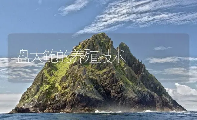 盘大鲍的养殖技术 | 海水养殖