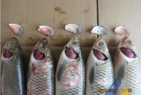 [每周一例]低温期草鱼溃烂，分离出维氏气单胞菌