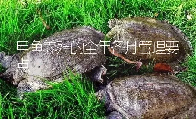 甲鱼养殖的全年各月管理要点 | 淡水养殖