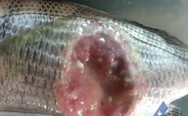 黑鲷机械损伤后感染细菌导致烂身死鱼处理一例